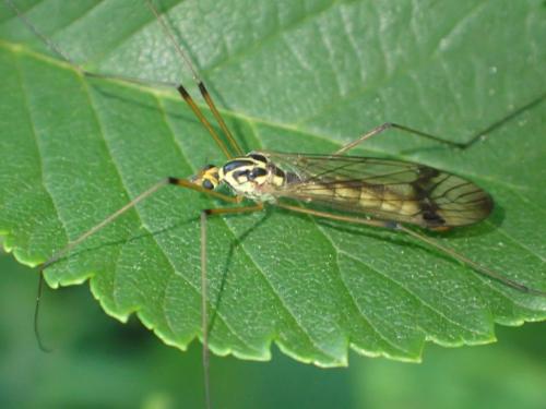 Nephrotoma quadrifaria